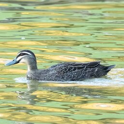 Pacific Black Duck